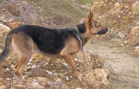 比利时特伏丹犬攻击性很强吗 比利时特伏丹犬攻击性很强吗