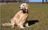 英国雪达犬哪种颜色好