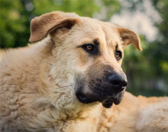安纳托利亚牧羊犬吐了需要怎么办
