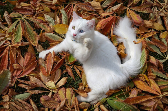 土耳其梵猫有几种颜色 土耳其梵猫有几种颜色