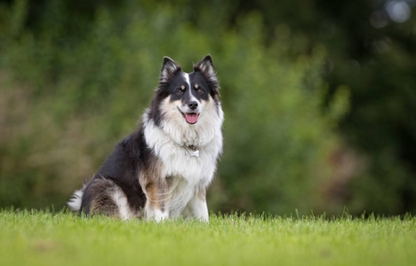 冰岛牧羊犬是干什么的 冰岛牧羊犬是干什么的