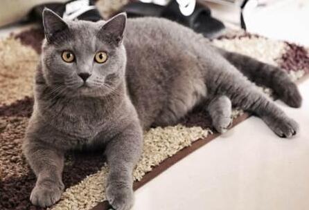 英国短毛猫的性格特征