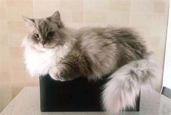 西伯利亚猫不能吃什么
