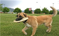 安纳托利亚牧羊犬训练有技巧吗