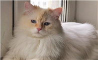 西伯利亚猫好养吗