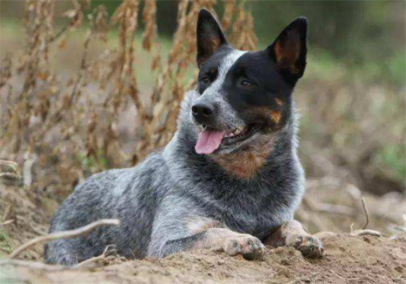 佛兰德牧牛犬怎么判断生病了-宠物网问答