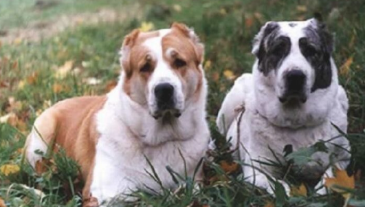 中亚牧羊犬一般有多高
