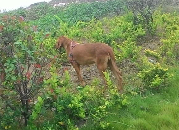 正品普罗特猎犬 叫声图片