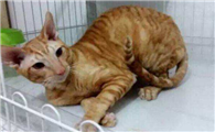柯尼斯卷毛猫适合吃什么