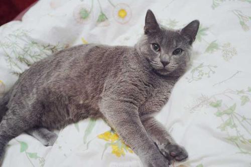 夏特尔猫吃什么比较好 夏特尔猫吃什么比较好