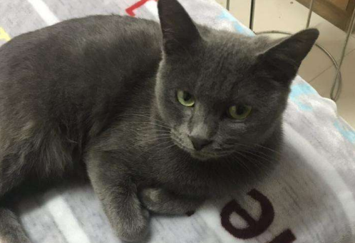科拉特猫为什么要绝育 科拉特猫为什么要绝育