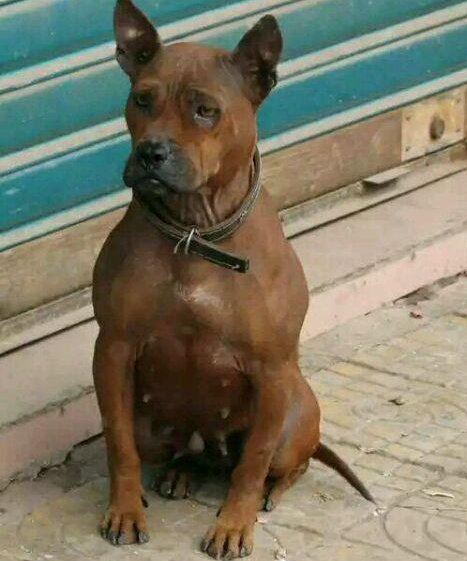 川东猎犬什么时候产仔