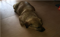奇努克犬怎么判断生病了
