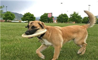 安纳托利亚牧羊犬是哪国的