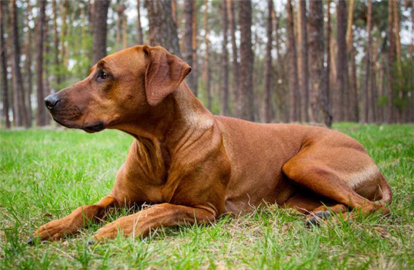 怎么判断罗德西亚脊背犬得了什么病 怎么判断罗德西亚脊背犬得了什么病