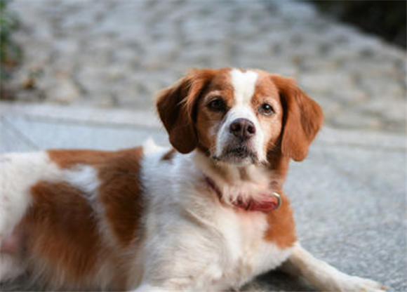布列塔尼犬有哪些喜好