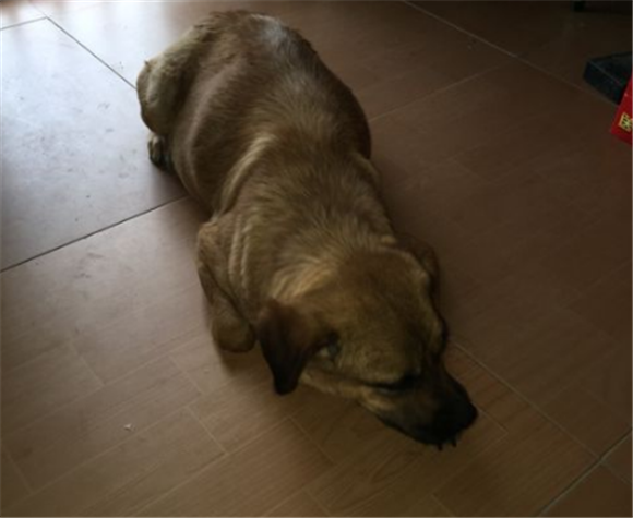 奇努克犬怎么判断生病了