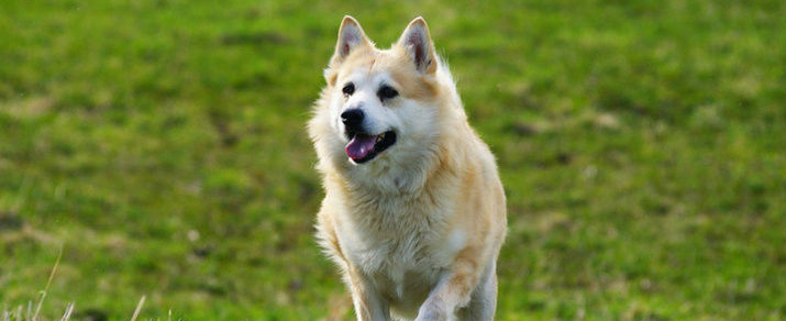 挪威牧羊犬聪明吗