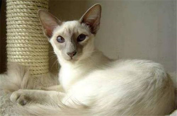 巴厘猫外形特征