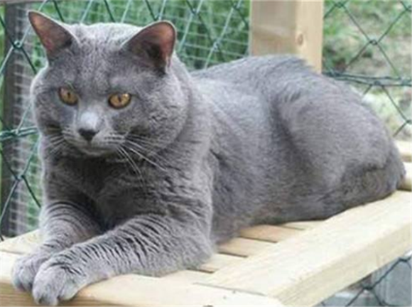 夏特尔猫的特点是什么