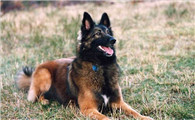 比利时特伏丹犬饲养有什么注意点