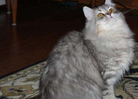 褴褛猫有几种颜色