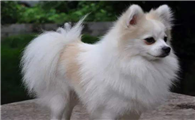 德国狐狸犬怎么判断生病了