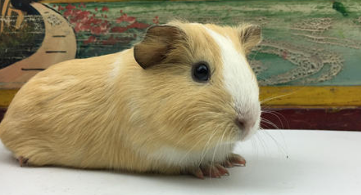 黄金缎毛天竺鼠多少钱一只
