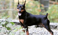 迷你杜宾犬喂养技巧指南
