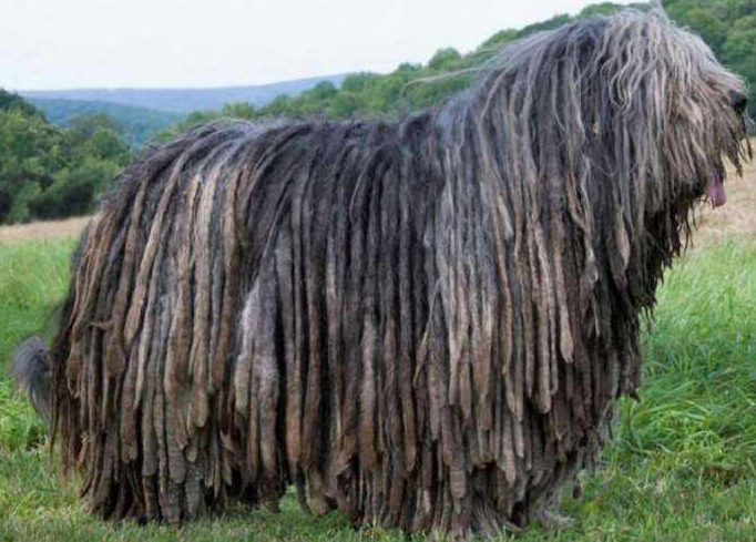 伯格马斯科犬什么颜色好