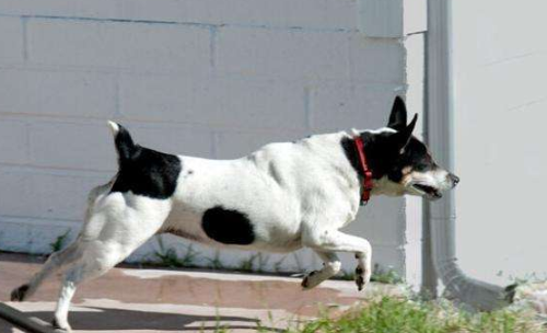 捕鼠梗犬1天要吃几顿
