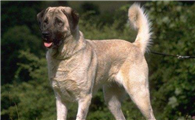 安纳托利亚牧羊犬有哪些喜好