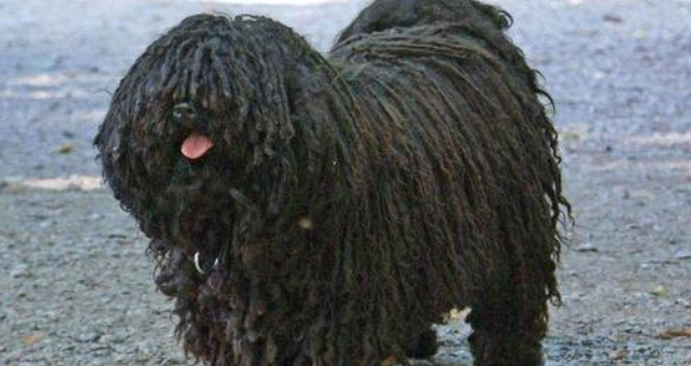 养伯格马斯科犬注意事项 养伯格马斯科犬注意事项