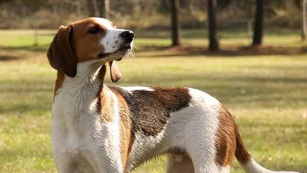 树丛浣熊猎犬喂养技巧指南 树丛浣熊猎犬喂养技巧指南