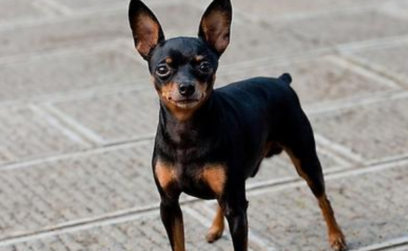 迷你杜宾犬吐了需要怎么办