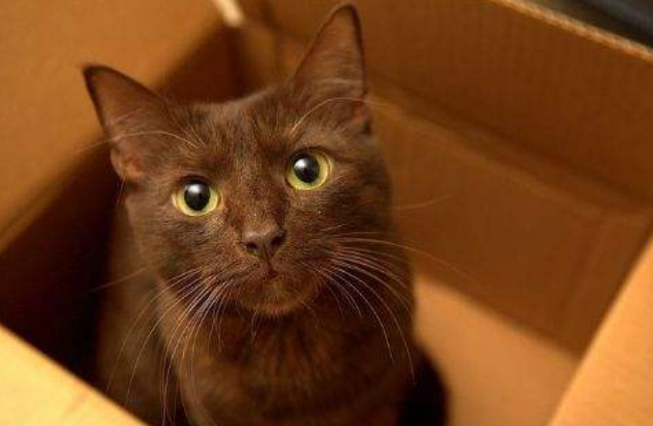 如何挑选哈瓦那棕猫？这5点挑选技巧一定要掌握