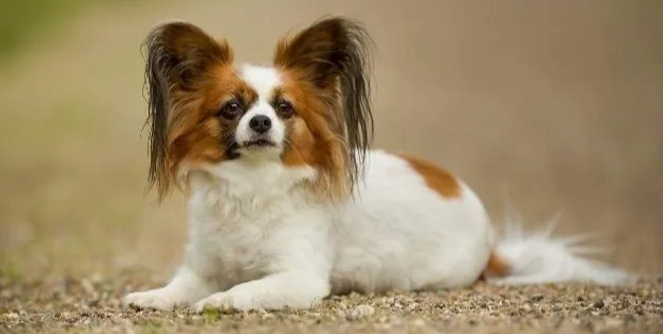 菲利犬喜欢什么 菲利犬喜欢什么