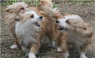 养葡萄牙波登可犬要注意什么
