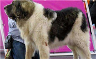 比利牛斯獒犬训练有技巧吗