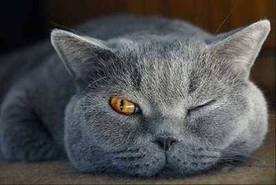 英国短毛猫粘人吗