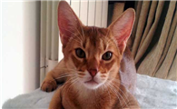 阿比西尼亚猫有几种颜色