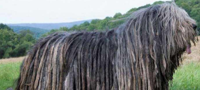 伯格马斯科犬窝咳吃什么药最好