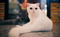 英国短毛猫有几种颜色