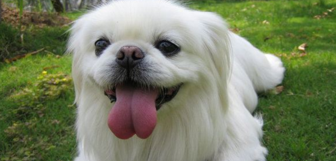 北京犬的性格外貌特征