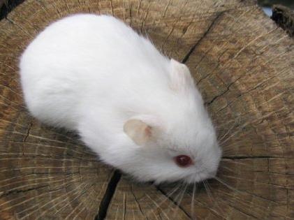 雪球仓鼠可以长多大 雪球仓鼠可以长多大