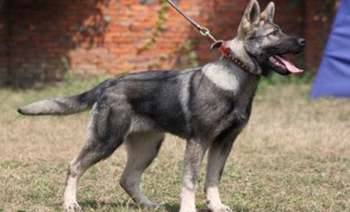 中国昆明犬什么时候产仔