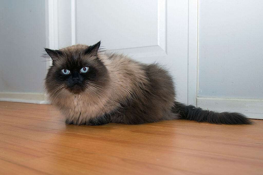 喜马拉雅猫怎么看多大了 喜马拉雅猫怎么看多大了