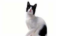 日本短尾猫生病了什么状态