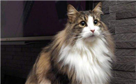 挪威森林猫吃什么比较好