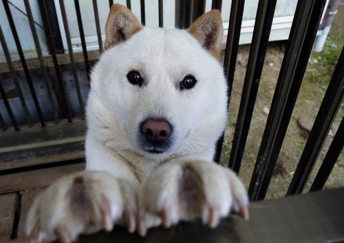 北海道犬1天要吃幾頓